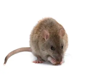 Ratten & Mäusebekämpfung